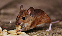24 Hour & Emergency Exterminators in Vienna, NJ